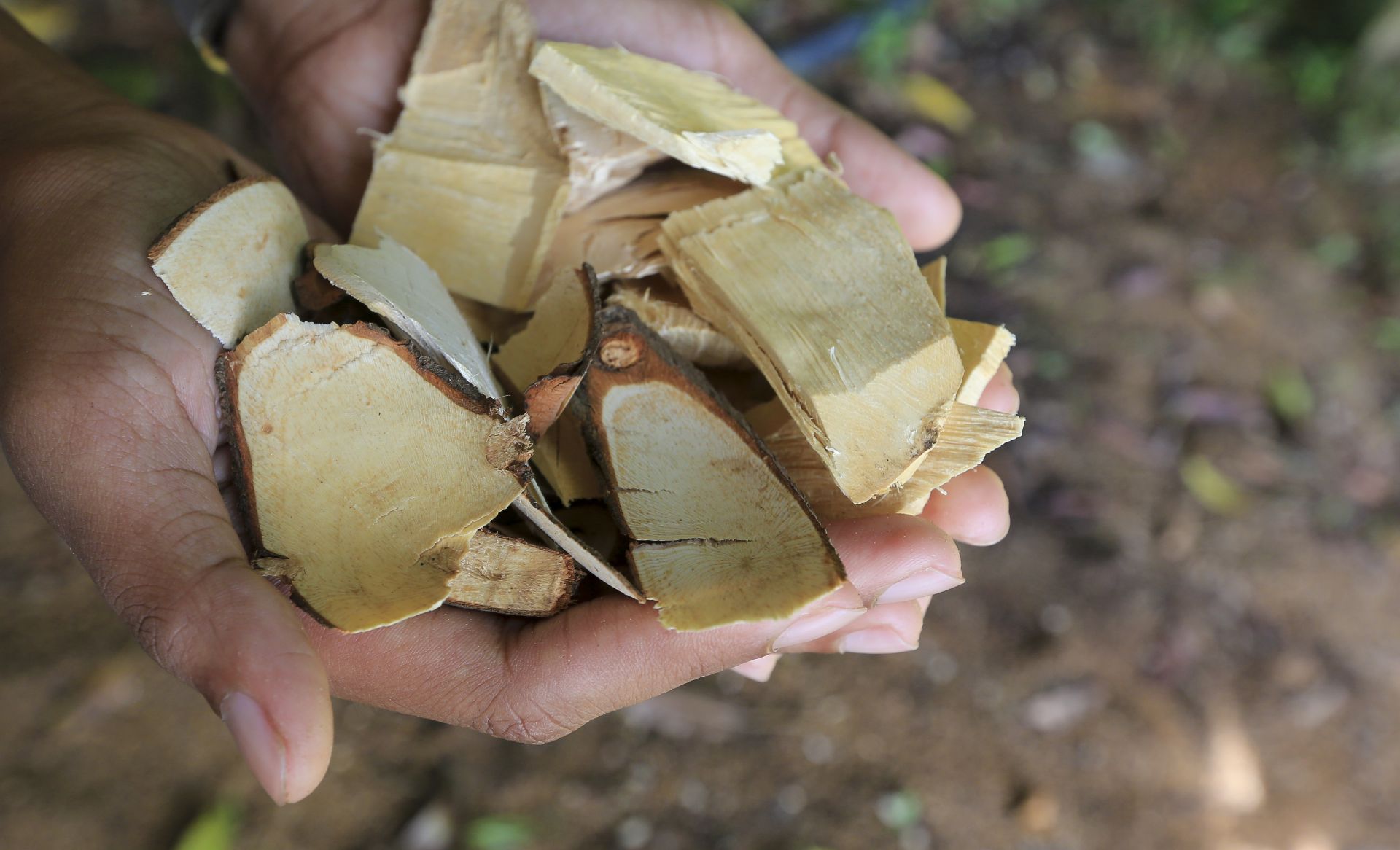 Eurycoma Longjack - свойства на малайзийския женшен